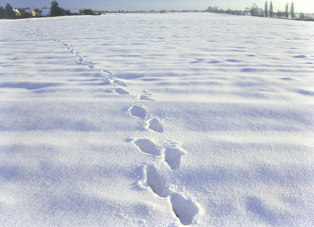 winter, sneeuw, koude, natuur, dag, geen mensen, koude temperatuur, buitenshuis, witte kleur, voetspoor, aan het bedekken, veld-, land-, afdrukken, schoonheid in de natuur, nummer - opdruk, bevroren, dierlijk spoor, hoge hoekmening, milieu, poeder sneeuw, 2K, CC0, publiek domein, royaltyvrij