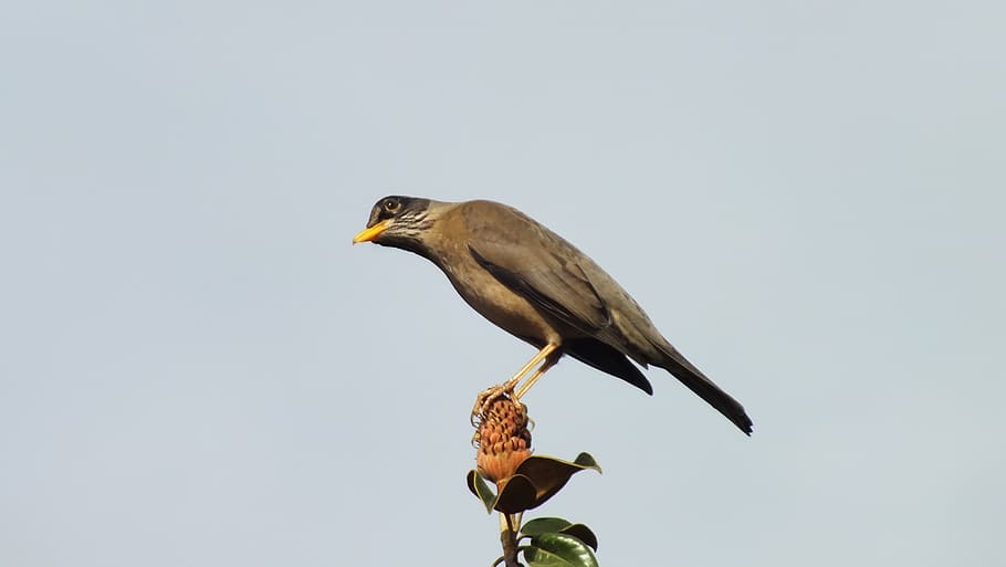 fieldfare, xile, arbre, ocell, animal, vida salvatge, naturalesa, bec, fauna animal, animals a la natura, vertebrats, un animal, posat, cap gent, cel clar, dia, cel, a l'aire lliure, còpia espai, vista lateral, vista d’angle baix, longitud completa, zoologia, 2K