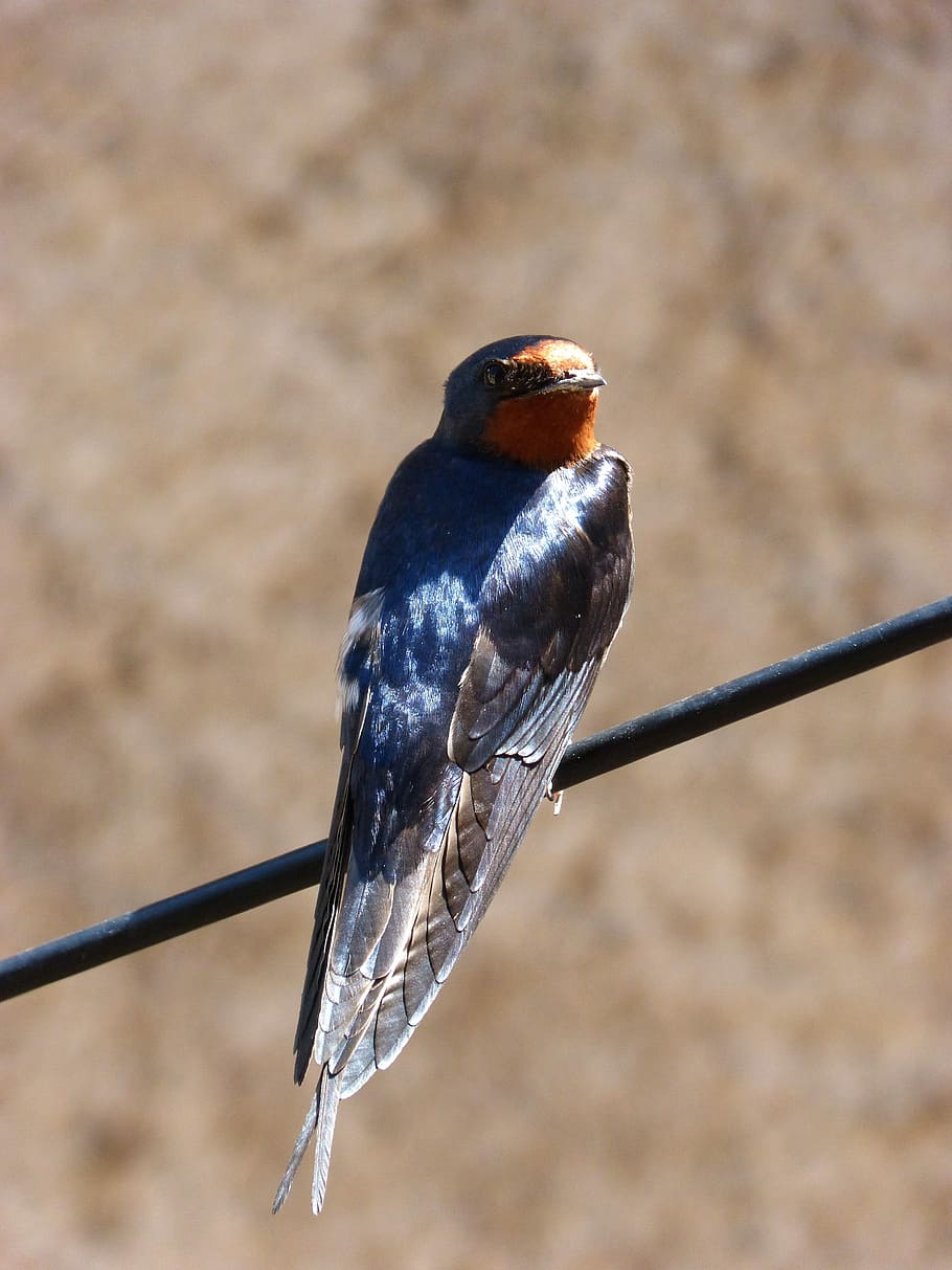 polykat, oreneta, hirundo rustica, kabelů, třpytivé, ptáků, divoký život, Příroda, animalia, zvířat, pták, obratlovců, zvířata ve volné přírodě, jednoho zvířete, zaměřit se na popředí, den, prohlížení, detail, nikdo, venku, ledňáček, plná délka, zoologie, slunečního světla, boční pohled, 4K