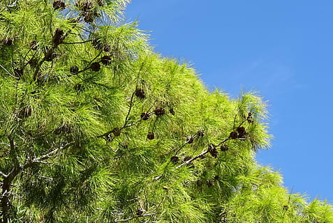 furu, tre, Pinus, kjegler, Las Vegas, Nevada, usa, Amerika, natur, gren, blad, utendørs, sommer, anlegg, skog, blå, grønn farge, himmel, vekst, lav vinkel visning, skjønnhet i naturen, dag, ingen folk, nærbilde, nåletre, furutre, ro, Pinaceae, botanikk, eviggrønne treet, furuskog, rett under, 1080P, CC0, offentlig domene, opphavsrett gratis