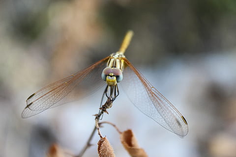 libellula, insetto, natura, animale, ala animale, avvicinamento, macro, all'aperto, estate, fauna selvatica, temi animali, invertebrato, un animale, animali allo stato selvatico, concentrarsi sulle conoscenze acquisite, pianta, giorno, parte del corpo animale, nessuno, bellezza nella natura, ramoscello, messa a fuoco selettiva, farfalla - insetto, 5K, CC0, dominio pubblico, privo di copyright