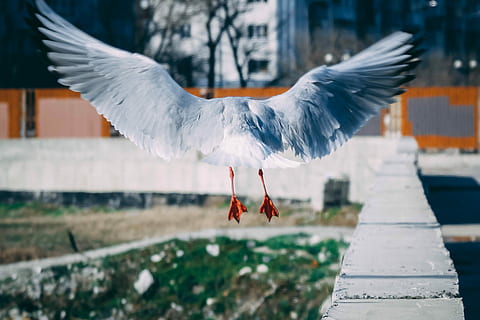 bianca, uccello, volante, calcestruzzo, parete, selettivo, foto di messa a fuoco, gabbiano, grigio, ala, volare, temi animali, animale, ali spiegate, animali allo stato selvatico, vertebrato, fauna selvatica, un animale, giorno, ala animale, concentrarsi sulle conoscenze acquisite, parte del corpo animale, Colore bianco, natura, movimento, nessuno, all'aperto, lunghezza intera, decollo, sbattimento, 2K, CC0, dominio pubblico, privo di copyright