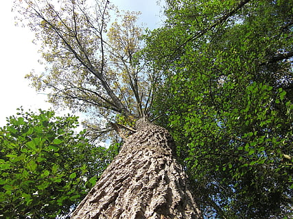 tree, nature, tree frog perspective, plant, growth, low angle view, beauty in nature, green color, branch, tree trunk, tranquility, trunk, day, no people, sky, outdoors, forest, scenics - nature, land, tranquil scene, non-urban scene, tree canopy, bark, directly below, 1080P, CC0, public domain, royalty free