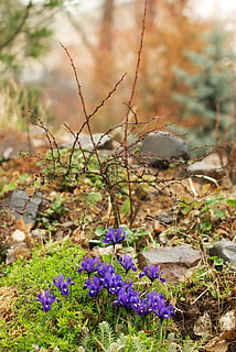 iris, primavera, jardí físic, flora, flors, flor, florir, brot, verds, flor de jardí, planta ornamental, blau, planta, planta amb flors, porpra, creixement, bellesa a la natura, naturalesa, fragilitat, frescor, cap gent, vulnerabilitat, centrar-se en primer pla, primer pla, dia, camp, terra, botànica, a l'aire lliure, enfocament selectiu, color verd, cap de flor, safrà, 4K, CC0, domini públic, lliure de regalies