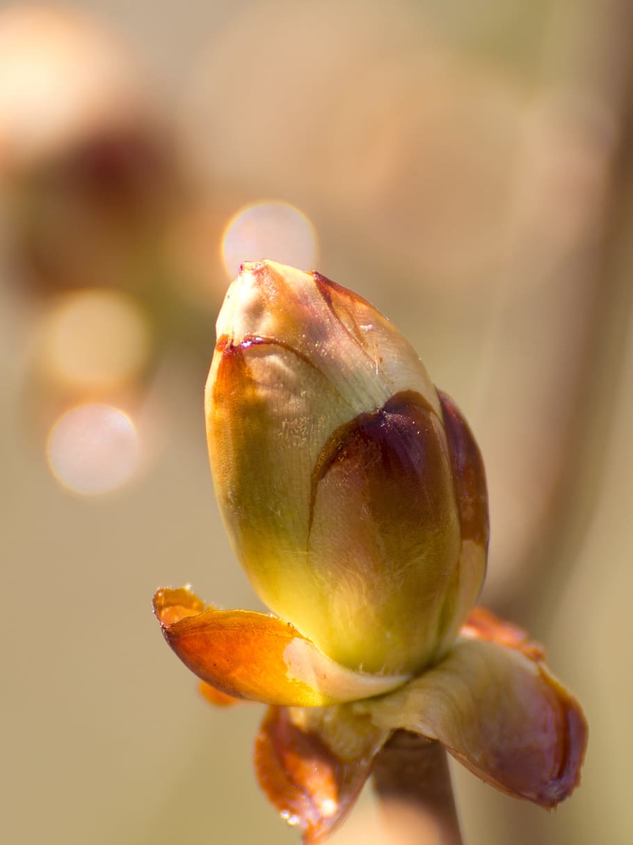forår, kastanje, knop, træ, natur, blade, blad, kastanjeblade, plante, Brun, kastanjebud, tæt på, friskhed, sund kost, mad og drikke, fokus på forgrunden, mad, velvære, frugt, ingen mennesker, selektiv fokusering, dag, blomst, enkelt objekt, fig, skønhed i naturen, udendørs, sollys, vækst, moden, 4K