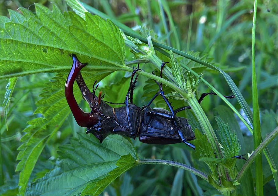 Natur, Fehler, Käfer, Nessel, Grün, Tierthemen, Tierwelt, Tier, Insekt, ein Tier, wirbellos, Pflanzenteil, Blatt, Tiere in freier Wildbahn, grüne Farbe, Pflanze, Nahansicht, Fokus auf den Vordergrund, Wachstum, keine Leute, Tag, draußen, Tierflügel, Schönheit in der Natur, 2K