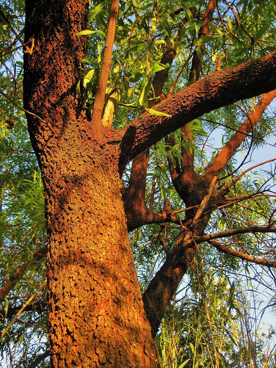 bark, tekstureret, sollys, organisk, træ, landbrug, udendørs, miljø, bagagerum, blade, grene, natur, Skov, ødemark, træstamme, afdeling, vækst, plante, ingen mennesker, lav vinkel visning, ro, skønhed i naturen, dag, jord, himmel, høj - høj, scenics - natur, plante del, blad, lave om, træ baldakin, 1080P