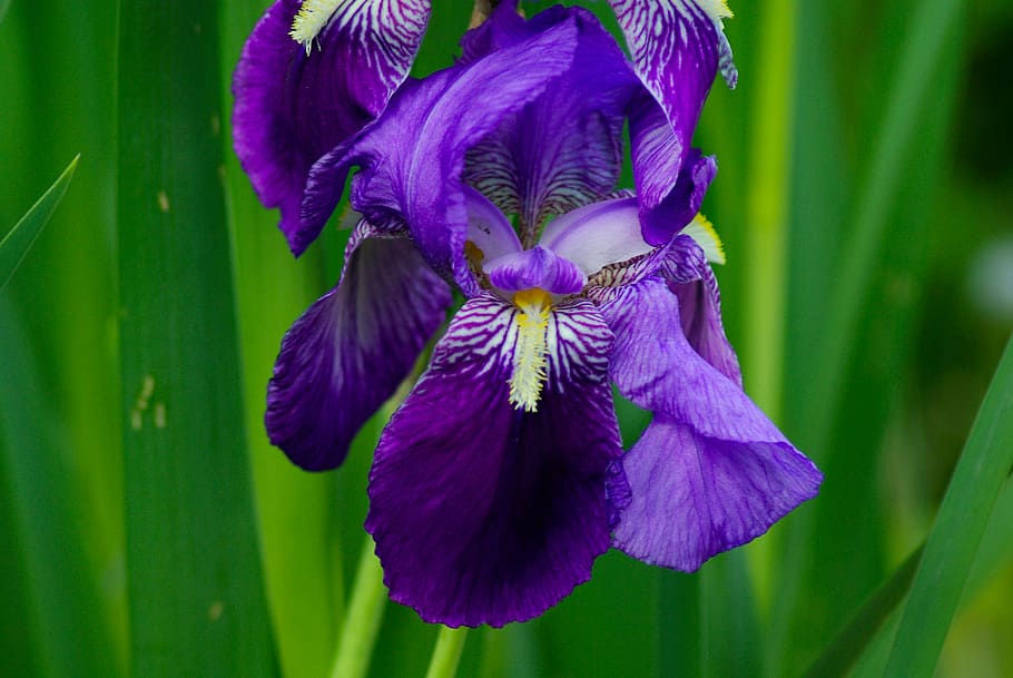 iris, Pervenche, viola, fogliame, pianta fiorita, fiore, freschezza, pianta, bellezza nella natura, petalo, avvicinamento, infiorescenza, testa di fiore, vulnerabilità, crescita, fragilità, iris - pianta, natura, nessuno, concentrarsi sulle conoscenze acquisite, colore verde, giorno, all'aperto, primavera, polline, morbidezza, 4K