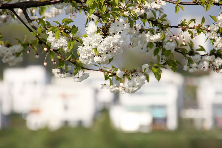 flor, florir, arbre, primavera, naturalesa, fulles, avinguda, parc, planta, planta amb flors, frescor, bellesa a la natura, fragilitat, creixement, branca, centrar-se en primer pla, Color blanc, exterior de l'edifici, cap gent, dia, vulnerabilitat, primer pla, arbre fruiter, a l'aire lliure, flor de cirerer, cap de flor, cirerer, 5K