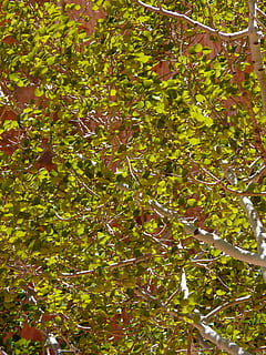 Birke, Baum, Blatt, Blätter, Grün, Gegenlicht, Licht, luftig, Pflanze, Wachstum, grüne Farbe, Pflanzenteil, keine Leute, Natur, Tag, Schönheit in der Natur, Vollbild, draußen, Ast, Hintergründe, Ruhe, Sonnenlicht, Laub, üppiges Laub, Essen und Trinken, Nahansicht, 2K, CC0, gemeinfrei, lizenzfrei