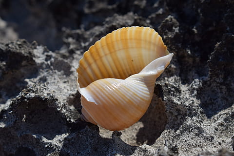 shell, strand, natur, muslingeskal, skal, strand, sommer, hav, dyreskal, dyr, hav liv, sand, tæt på, mollusk, ingen mennesker, dyreliv, skønhed i naturen, dyre temaer, jord, rock-objekt, dyr i naturen, dag, klippe, tekstureret, solid, fokus på forgrunden, hvirvelløse, naturligt mønster, udendørs, marine, 5K, CC0, offentligt domæne, royaltyfrie