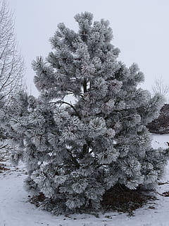 Winter, Raureif, winterlich, Baum, kalt, kalte Temperatur, Pflanze, Schnee, Wachstum, Natur, Schönheit in der Natur, Land, Himmel, gefroren, Abdeckung, Tag, Ruhe, keine Leute, Feld, weiße Farbe, draußen, ruhige Szene, Nadelbaum, Kiefer, Tannenbaum, 2K, CC0, gemeinfrei, lizenzfrei