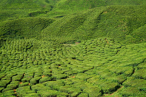 photo, green, Tea, Field, Plant, Tiny, Tree, Nature, tiny tree, peace, sunny, environmental, mountain, agriculture, background, rural, leaves, landscape, the tea plantations, great, beautiful, tea garden, taylor, asian, grass, tea plants, texture, sky, horizontal, malaysia, perfect, green color, farm, rural scene, growth, scenics - nature, beauty in nature, land, tranquility, tranquil scene, crop, environment, tea crop, plantation, high angle view, no people, foliage, outdoors, 5K, CC0, public domain, royalty free