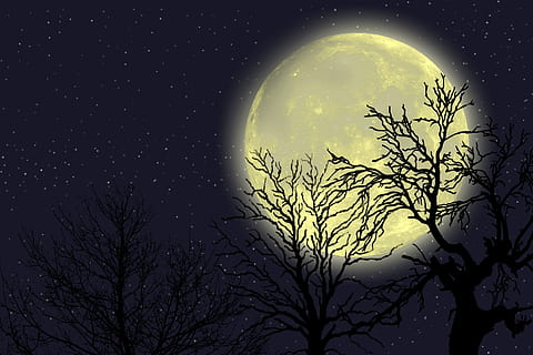 plný, měsíc, planeta, stromy, silueta, nebe, hvězdnatý, hvězd, prostor, vesmír, Všechno, astronomie, řeřavý, lesk, noc, strom, ilustrace, hvězda - prostor, měsíční svit, úplněk, Příroda, předvečer Všech svatých, temný, pozadí, planetární měsíc, povrch měsíce, strašidelný, vektor, Černá barva, hrůza, rostlina, scenics - příroda, krása v přírodě, nikdo, holý strom, větev, klid, klidné scény, venku, idylický, digitální kompozitní, 720P