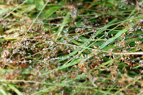 หญ้า, น้ำค้าง, เปียก, กลางแจ้ง, ใกล้ชิด, dewdrops, สมุนไพร, การถ่ายภาพมาโคร, waterdrops, หญ้าเปียก, เลือกโฟกัส, ปลูก, ไม่มีคน, ธรรมชาติ, วัน, สีเขียว, การเจริญเติบโต, ใบไม้, ส่วนของพืช, ความงามในธรรมชาติ, ที่ดิน, สัตว์, สัตว์ในป่า, มุ่งเน้นไปที่เบื้องหน้า, สัตว์ป่า, เต็มกรอบ, ธีมสัตว์, 5K, CC0, โดเมนสาธารณะ, ค่าลิขสิทธิ์ฟรี