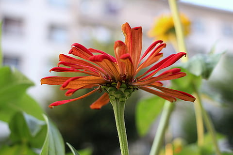 marguerite rouge, séparé, câble, Orange, nerveux, fleur, plante, plante à fleurs, beauté dans la nature, croissance, fermer, fragilité, vulnérabilité, fraîcheur, la nature, se concentrer sur le premier plan, personne, couleur verte, pétale, journée, inflorescence, tête de fleur, rouge, tige de la plante, en plein air, printemps, 5K, CC0, domaine public, libre de droits