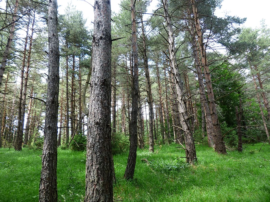 fotografia d'angle baix, alt, verd, fulles, arbres, blanc, núvols, durant el dia, bosc de pins, bosc, clareja forestal, pi, forlen, pinus, conífera, pinophyta, família de pins, Occidental, arbre, planta, terra, tronc de l'arbre, tronc, color verd, creixement, tranquil·litat, herba, naturalesa, dia, bellesa a la natura, cap gent, escena tranquil·la, escena no urbana, escenics - natura, a l'aire lliure, paisatge, 4K