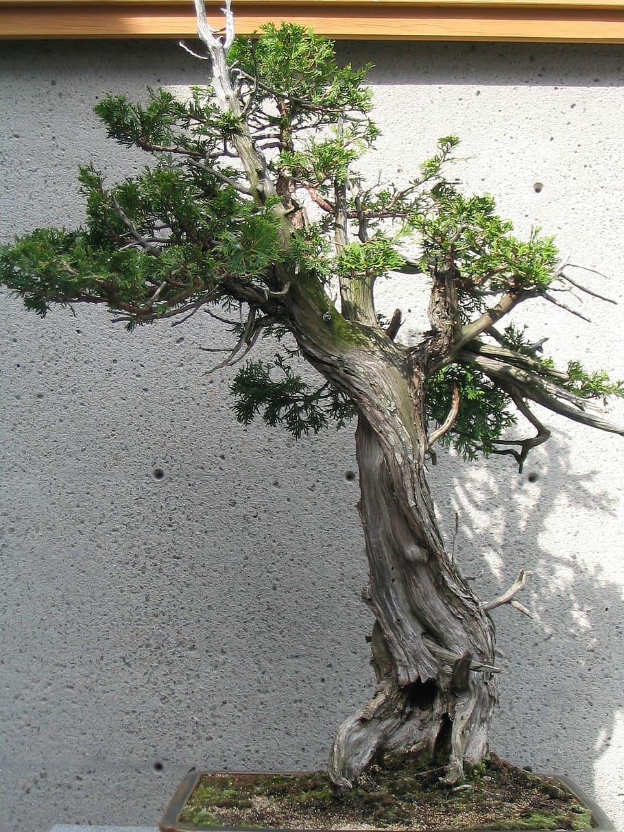 bonsai, arbre bonsai, petit, arbre, planta, verd, fulles, planta en test, jardí, creixement, naturalesa, cap gent, dia, tronc de l'arbre, tronc, a l'aire lliure, branca, part de la planta, color verd, bellesa a la natura, funció de construcció de parets, full, tranquil·litat, arrel, llum solar, camp, 1080P