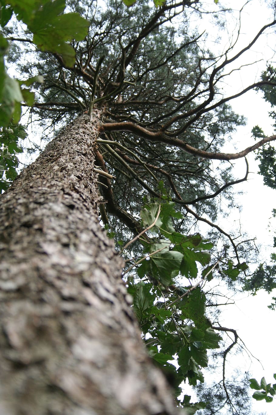 pin, ramuri, coroană, estetic, cer, conifer, copac vechi, pădure, lemn, maro, copac, plantă, trunchi de copac, trompă, creştere, natură, zi, vedere unghiulară joasă, nici o persoana, selectiv, ramură, în aer liber, frumusețe în natură, liniște, teren, se concentreze pe fundal, mușchi, texturată, latra, imediat mai jos, copac copac, 2K