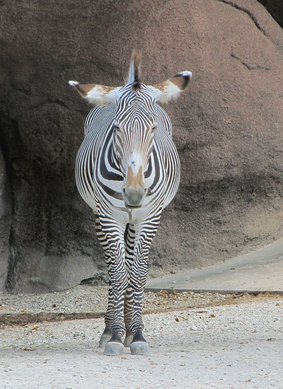 negre, blanc, zebra, de peu, marró, rock, mirant, cap, naturalesa, vida salvatge, mamífer, ratlles, disseny, retrat, cavall, a l'aire lliure, patró, tancament, zoo, fauna animal, un animal, animals a la natura, dia, temes d'animals, cap gent, mirant la càmera, vertebrats, animals en captivitat, moviment, longitud completa, marques d’animals, herbívors, 1080P