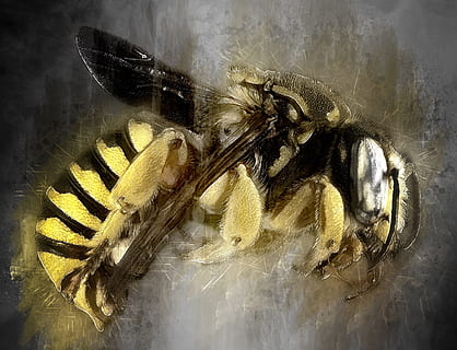bi, makro, insekt, natur, pollen, vinger, profil, bestøve, antenner, honning, monteret, dyreliv, portræt, digital manipulation, digital kunst, dyr, væsen, hvirvelløse, tæt på, dyre temaer, dyrefløj, et dyr, dyr i naturen, ingen mennesker, dyr kropsdel, fokus på forgrunden, indendørs, gul, zoologi, leddyr, høj vinkel visning, 2K, CC0, offentligt domæne, royaltyfrie