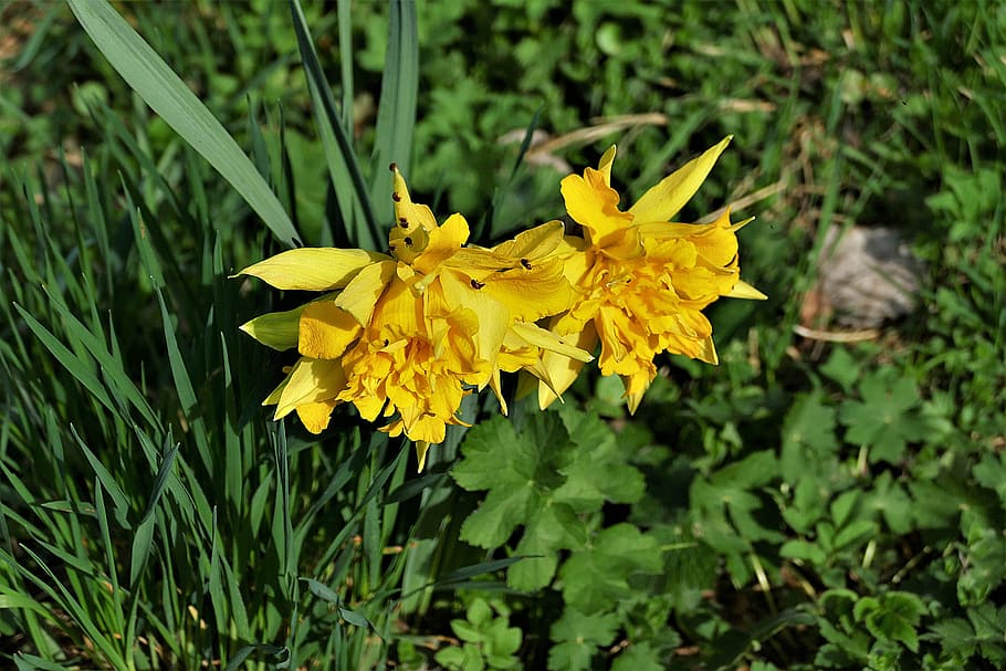 žlutá, narcisy, květ, během dne, sněhová vločka, jaro, brouk, Příroda, jarní květina, divoká rostlina, zavřít, kvetoucí rostlina, rostlina, krása v přírodě, okvětní lístek, květu hlavy, růst, křehkost, zranitelnost, květenství, svěžest, detail, bezobratlý, zvířat, hmyz, den, zvíře, nikdo, venku, pyl, motýl - hmyz, opylování, 5K