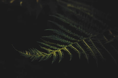 selektiv, fokus fotografie, Schampflanze, Low-Light-Fotografie, Farn-Pflanze, Wachstum, Blatt, Pflanzenteil, Nahansicht, Farn, Pflanze, Schönheit in der Natur, Natur, grüne Farbe, keine Leute, selektiver Fokus, schwarzer Hintergrund, Nacht-, Studioaufnahme, draußen, Ruhe, natürliches Muster, Wedel, Baum, Blätter, Nadelbaum, 4K, CC0, gemeinfrei, lizenzfrei