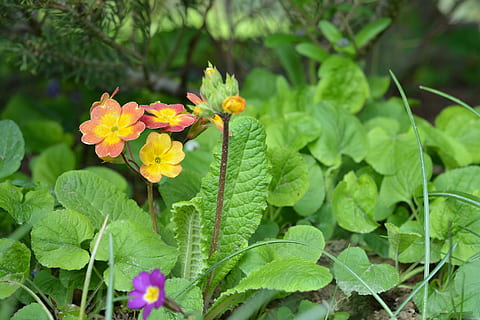 primula, primavera, florint, petit, naturalesa, planta, flor, full, estiu, pètal, planta amb flors, part de la planta, creixement, frescor, bellesa a la natura, fragilitat, vulnerabilitat, color verd, primer pla, cap de flor, dia, groc, inflorescència, cap gent, a l'aire lliure, lantana, 4K, CC0, domini públic, lliure de regalies