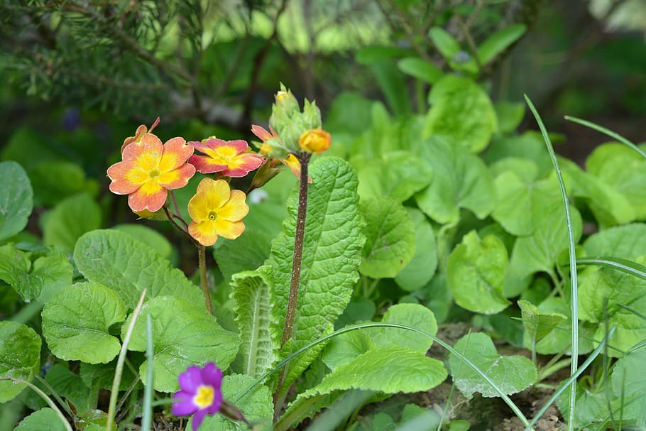 primula, primavera, florint, petit, naturalesa, planta, flor, full, estiu, pètal, planta amb flors, part de la planta, creixement, frescor, bellesa a la natura, fragilitat, vulnerabilitat, color verd, primer pla, cap de flor, dia, groc, inflorescència, cap gent, a l'aire lliure, lantana, 4K