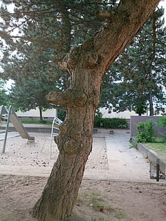 arbre, cara, cara d’arbre, registre, naturalesa, esperit d’arbre, esperit forestal, vell, escorça, esperit de la natura, escorça d'arbre, contes de fades, ulls, boca, esperit, nodrit, horripilant, planta, tronc de l'arbre, tronc, parc, creixement, dia, sendera, parc - l'home va fer espai, banc, cap gent, buit, seient, a l'aire lliure, el camí a seguir, branca, tranquil·litat, direcció, terra, Banc del parc, 4K, CC0, domini públic, lliure de regalies
