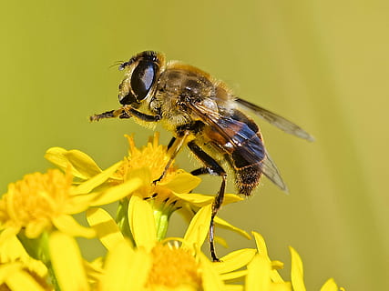 hoverfly, sinek, çiçek, Çiçek açmak, böcek, doğa, hayvan, çiçekli bitki, hayvan temaları, omurgasız, hayvan yaban hayatı, vahşi hayvanlar, bir hayvan, kırılganlık, bitki, taçyaprağı, Sarı, Güvenlik açığı, kapatmak, doğada güzellik, çiçek kafa, büyüme, tazelik, seçici odak, tozlaşma, insansız, polen, 4K, CC0, kamu malı, telif ücretsiz