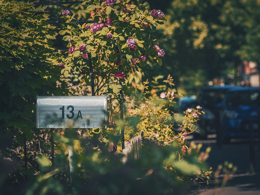 postkasse, uden for, grøn, træer, blomster, plante, meddelelse, ingen mennesker, vækst, natur, dag, post, blomstrende plante, udendørs, blomst, tekst, korrespondance, træ, grøn farve, brev, fokus på forgrunden, træ - materiale, sollys, selektiv fokusering, 5K