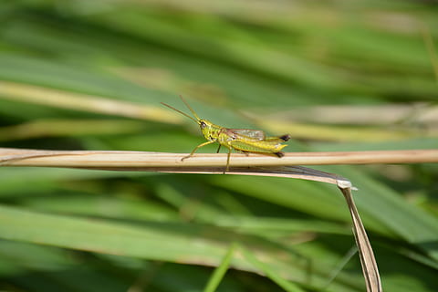 Gitter, Insekt, Heuschrecke, zirpe, Natur, ein Tier, Tierthemen, Tiere in freier Wildbahn, grüne Farbe, Tierwelt, wirbellos, Tier, Nahansicht, Pflanze, Tag, Fokus auf den Vordergrund, Pflanzenteil, keine Leute, Blatt, draußen, Tierantenne, Gras, Grashalm, 4K, CC0, gemeinfrei, lizenzfrei