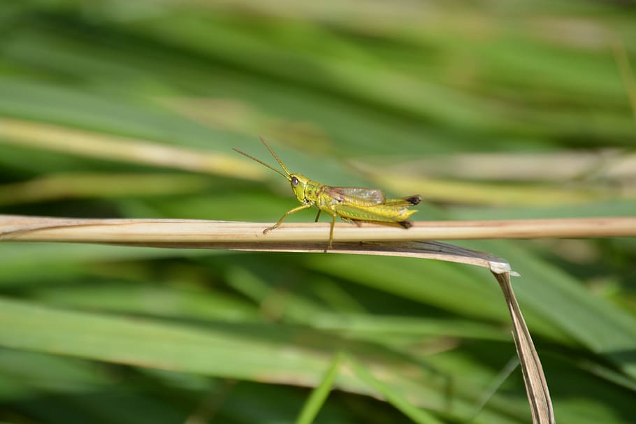 griglia, insetto, cavalletta, zirpe, natura, un animale, temi animali, animali allo stato selvatico, colore verde, fauna selvatica, invertebrato, animale, avvicinamento, pianta, giorno, concentrarsi sulle conoscenze acquisite, parte vegetale, nessuno, foglia, all'aperto, antenna animale, erba, filo d'erba, 4K