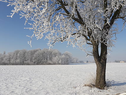 Winter, Wintertime, Icing, Tree, snow, cold temperature, branch, nature, plant, beauty in nature, frozen, tranquility, white color, tranquil scene, scenics - nature, sky, tree trunk, land, bare tree, trunk, covering, no people, outdoors, springtime, ice, cold, snowing, cherry blossom, 2K, CC0, public domain, royalty free