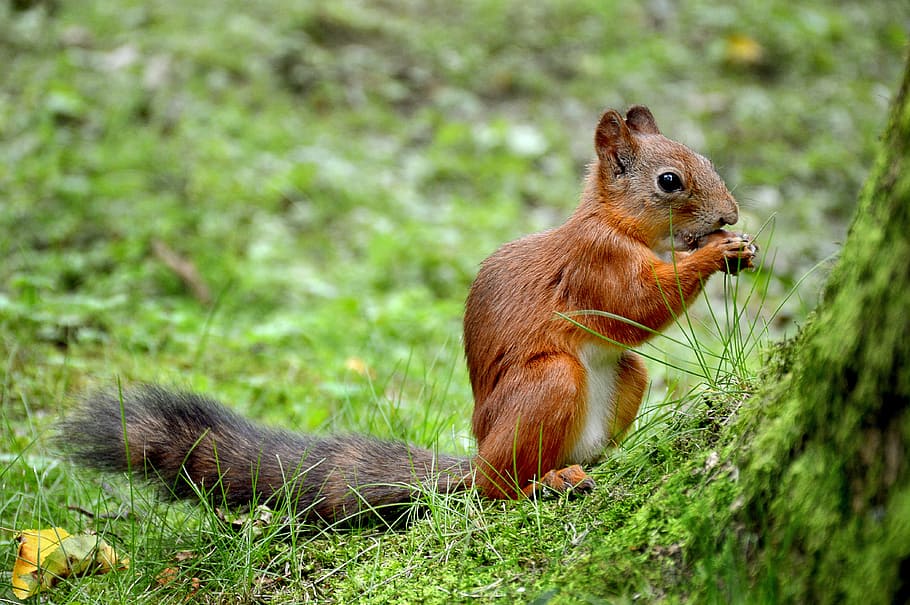 egern, sommer, Peterhof, græs, dyr, parkere, fodring, gnaver, dyreliv, natur, pattedyr, udendørs, Brun, nuttet, dyr i naturen, spise, pels, dyre temaer, et dyr, ingen mennesker, hvirveldyr, plante, jord, dag, selektiv fokusering, hår, Mark, 4K
