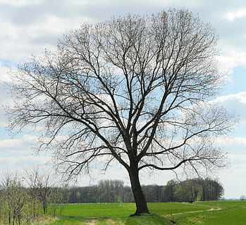 principis de la primavera, foliació, arbre, brot, verd de fulla, paisatge, münsterland, pis, terreny pla, parklandschaft, fusta, naturalesa, bosc, camps, cereals d’hivern, planta, cel, arbre nu, camp, terra, tranquil·litat, bellesa a la natura, núvol - cel, escenics - natura, escena tranquil·la, herba, branca, dia, cap gent, medi ambient, escena no urbana, a l'aire lliure, aïllat, 2K, CC0, domini públic, lliure de regalies