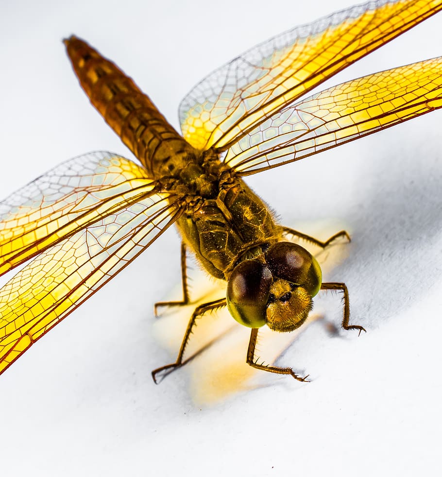 libellula, insetto, giallo, vicino, chitina, ala, temi animali, animale, invertebrato, fauna selvatica, un animale, animali allo stato selvatico, avvicinamento, natura, nessuno, ala animale, concentrarsi sulle conoscenze acquisite, all'aperto, girato in studio, parte del corpo animale, zoologia, bellezza nella natura, temperatura fredda, 2K