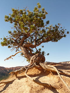 green, tree, blue, sky, daytime, green tree, blue sky, root, tree root, pine, dry, drought, arid, stone, rock, lonely, individually, loneliness, nature, wood, no people, clear sky, day, plant, tranquility, beauty in nature, sunlight, scenics - nature, tranquil scene, growth, land, branch, landscape, outdoors, tree trunk, trunk, dead plant, arid climate, 2K, CC0, public domain, royalty free