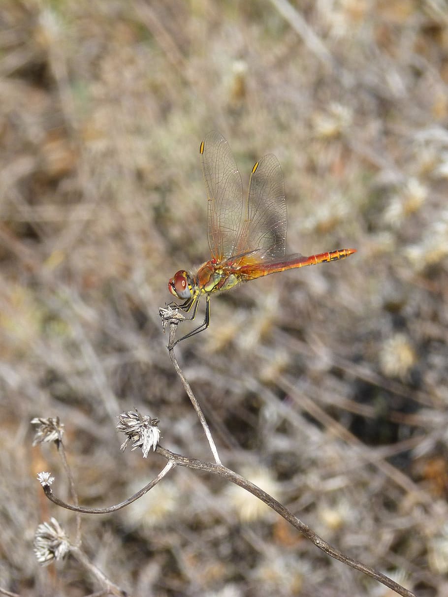 libèl·lula, insecte, ales, libellulidae, libelulido, branca, un animal, invertebrat, fauna animal, animals a la natura, primer pla, animal, temes d'animals, naturalesa, centrar-se en primer pla, planta, dia, cap gent, bellesa a la natura, a l'aire lliure, camp, fragilitat, ala dels animals, vulnerabilitat, terra, papallona - insecte, 2K