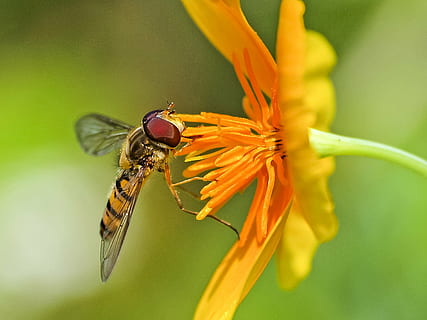 hoverfly, insect, blossom, bloom, nature, animal, macro, close-up, animal Wing, fly, summer, animal themes, invertebrate, animal wildlife, fragility, flower, flowering plant, vulnerability, animals in the wild, beauty in nature, one animal, plant, petal, freshness, flower head, focus on foreground, no people, magnification, outdoors, pollination, pollen, butterfly - insect, 4K, CC0, public domain, royalty free
