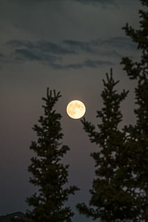 completo, Luna, Noche, selectivo, atención, árbol, cielo, oscuro, nube, Luna llena, bosque, parque, jardín, astrofotografia, planeta, Alaska, belleza en la naturaleza, espacio, astronomía, tranquilidad, paisajes - naturaleza, vista de ángulo bajo, escena tranquila, nube - cielo, naturaleza, planta, circulo, luna planetaria, forma geometrica, silueta, forma, nadie, al aire libre, luz de la luna, 5K, CC0, dominio público, libre de derechos