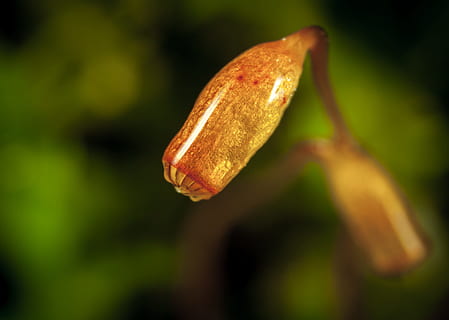 macro, mousse, boîte à spores, plante, fermer, se concentrer sur le premier plan, croissance, personne, la nature, mise au point sélective, beauté dans la nature, journée, aliments, fraîcheur, Nourriture et boisson, couleur verte, fleur, vulnérabilité, fragilité, débuts, en plein air, marron, bourgeon, 2K, CC0, domaine public, libre de droits