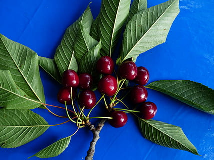 cirera, cirera dolça, vermell, fruita, saludable, fulles, branca, estiu, deliciós, afruitat, cirera d'ocells, bing, prunus avium, dolç, arbre, arbre fruiter, full, menjar, naturalesa, frescor, madur, fruites de baies, orgànic, part de la planta, menjar i beguda, alimentació saludable, planta, blau, color verd, primer pla, creixement, cap gent, benestar, a l'aire lliure, 4K, CC0, domini públic, lliure de regalies