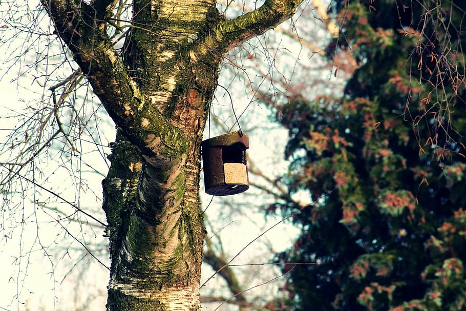 alimentador d'ocells, arbre, aviari, caixa niu, lloc de nidificació, niu, incubadora, raça, registre, alimentació, ajuda de nidificació, bosc, einflugloch, refugi, depenen, niu d’ocells, branques, conservació de la natura, fusta, estètic, naturalesa, ocell, lloc d’alimentació, hivern, llavor d’ocells, tronc de l'arbre, branca, dia, estructura construïda, exterior de l'edifici, cap gent, arquitectura, a l'aire lliure, planta, vista d’angle baix, tronc, centrar-se en primer pla, casa d'aus, penjant, creixement, equips d’il·luminació, llum solar, cel, enfocament selectiu, full, carilló de vent, llum elèctrica, 2K
