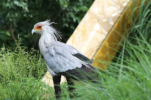 àguila de serp, raptor, àguila, ocell, naturalesa, vida salvatge, salvatge, depredador, bec, ploma, majestuós, vertebrats, temes d'animals, animal, un animal, fauna animal, animals a la natura, planta, herba, dia, cap gent, rapinyaire, terra, centrar-se en primer pla, color verd, posat, camp, creixement, a l'aire lliure, 5K, CC0, domini públic, lliure de regalies