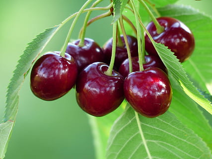 tancar, foto, vermell, baies, primer pla, cirera, cirera dolça, fruita, saludable, fulles, branca, estiu, deliciós, afruitat, cirera d'ocells, bing, prunus avium, dolç, arbre, arbre fruiter, full, menjar i beguda, menjar, frescor, alimentació saludable, part de la planta, benestar, planta, color verd, naturalesa, cap gent, madur, creixement, centrar-se en primer pla, dia, 4K, CC0, domini públic, lliure de regalies