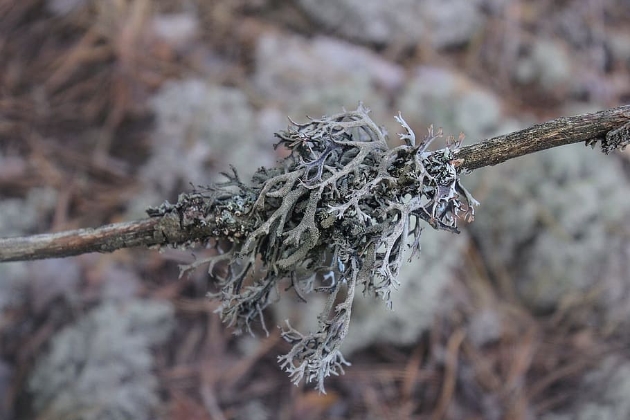 mos, lichen, Skov, plante, tæt på, træ, natur, fokus på forgrunden, afdeling, vinter, kold temperatur, dag, ingen mennesker, selektiv fokusering, Frosset, udendørs, tør, sne, jord, skønhed i naturen, død plante, nåletræ, visnet plante, 2K