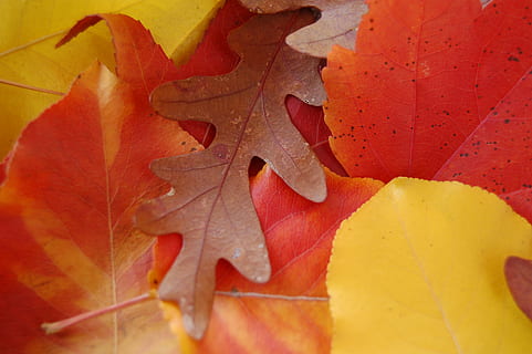 fulles, tardor, caure, maple, gla, part de la planta, full, canvi, primer pla, color taronja, cap gent, groc, bellesa a la natura, naturalesa, vena de la fulla, fulla d'auró, dia, fragilitat, vermell, vulnerabilitat, planta, marc complet, a l'aire lliure, condició natural, 2K, CC0, domini públic, lliure de regalies
