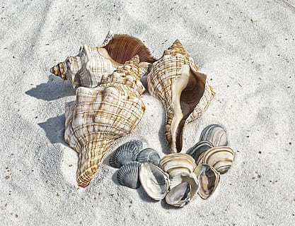 vier, braun-weiße muschelschalen, sortiert, überbacken, oben, braun, Sand, Weiß, Muschelschalen, oben drauf, Illustration, Schale, Muscheln, Strand, Meer, Beschuss, Hintergrund, Tourismus, Natur, Tierhülle, Muschel, Fossil, Leben im Meer, keine Leute, Land, High Angle View, Tierwelt, Tier, Sonnenlicht, Tag, natürliches Muster, draußen, Nahansicht, Stillleben, Tierthemen, große gruppe von gegenständen, Marine, 4K, CC0, gemeinfrei, lizenzfrei